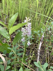 Dactylorhiza