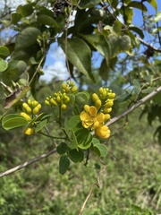 Senna bicapsularis