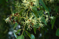 Tripodanthus acutifolius