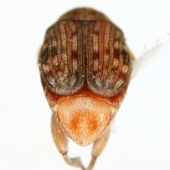 Acanthoscelides macrophthalmus