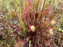 Drosera × obovata