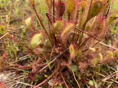 Drosera × obovata