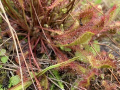 Drosera × obovata