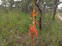 Aloe nuttii