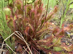 Drosera × obovata