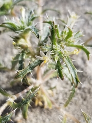 Loeseliastrum schottii