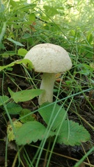 Leccinum percandidum