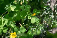 Oxalis californica