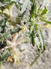 Loeseliastrum schottii