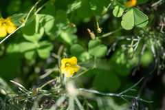 Oxalis californica