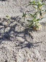 Loeseliastrum schottii