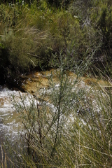 Psoralea oligophylla