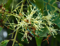 Tripodanthus acutifolius