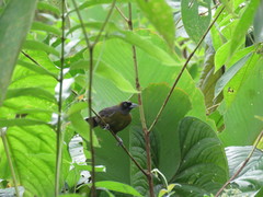 Mitrospingus cassinii