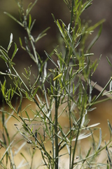 Psoralea oligophylla