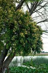 Tripodanthus acutifolius