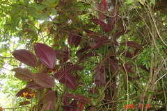 Miconia calvescens