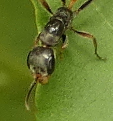 Pseudomyrmex venustus