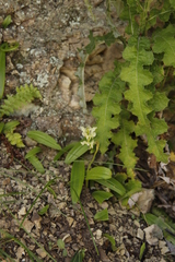 Pterygodium hastatum