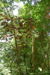 Miconia calvescens