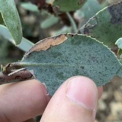 Coleophora glaucella