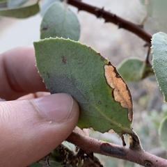 Coleophora glaucella