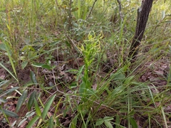 Habenaria clavata