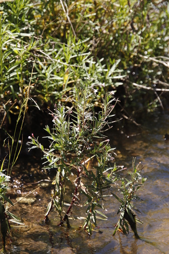 Image of Epilobium capense by (c) Tony Rebelo, some rights reserved (CC BY-SA)