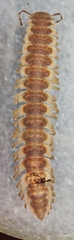 Pseudopolydesmus erasus