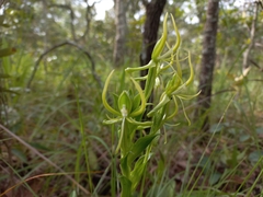 Habenaria clavata