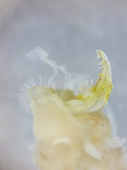 Pseudopolydesmus erasus