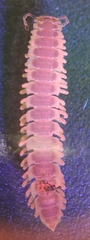 Pseudopolydesmus erasus