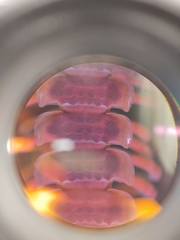 Pseudopolydesmus erasus