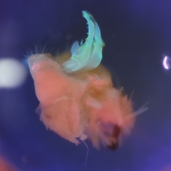 Pseudopolydesmus erasus