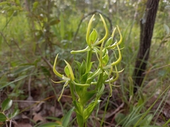 Habenaria clavata