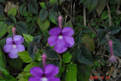 Image of Achimenes grandiflora by (c) Alec McClay, some rights reserved (CC BY)