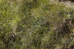 Psoralea oligophylla