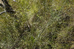 Psoralea oligophylla