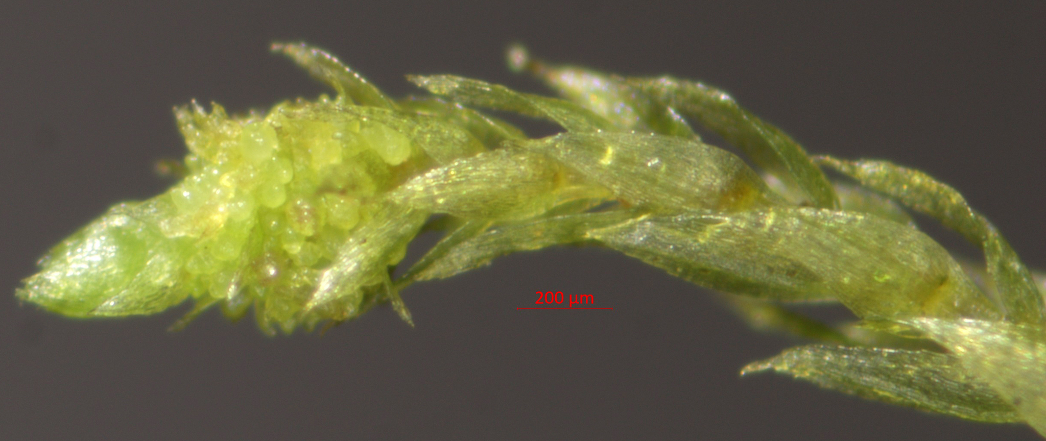 Pohlia andrewsii