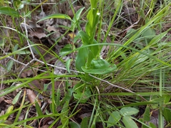 Habenaria clavata