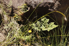 Cheilanthes quadripinnata