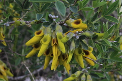 Anagyris foetida