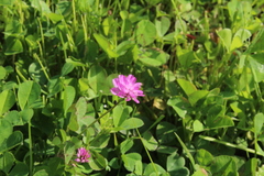 Trifolium resupinatum