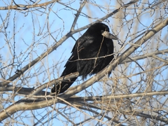Corvus frugilegus