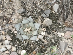 Ariocarpus retusus retusus