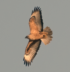 Buteo rufinus rufinus