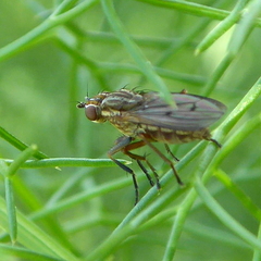 Pherbellia cinerella