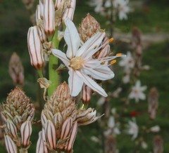 Asphodelus ramosus