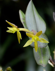 Epidendrum geminiflorum