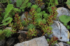 Sedum microcarpum